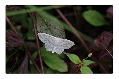 LESGAULEST Doormat Floor Rug/Mat -23.6 x 15.7 inch- - Nature Plant Sheet Outdoors Insect Krupnyj Plan