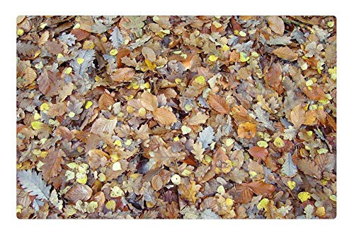 LESGAULEST Doormat Floor Rug/Mat -23.6 x 15.7 inch- - Fall Foliage Leaves Fall Color Sheet Rain