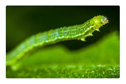 LESGAULEST Doormat Floor Rug/Mat -23.6 x 15.7 inch- - Nature Larva Insect Caterpillar Sheet Macro LESGAULEST Doormat Floor Rug/Mat -23.6 x 15.7 inch- - Nature Larva Insect Caterpillar Sheet Macro