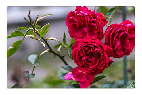 LESGAULEST Doormat Floor Rug/Mat -23.6 x 15.7 inch- - Rose Flower Nature Plant Sheet