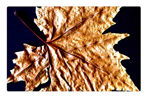 LESGAULEST Doormat Floor Rug/Mat -23.6 x 15.7 inch- - Nature Sheet Sycamore