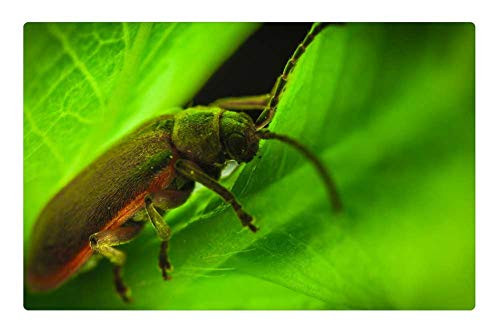LESGAULEST Doormat Floor Rug/Mat -23.6 x 15.7 inch- - Nature Insect Animals Sheet Beetle Macro