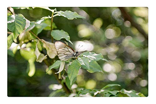 LESGAULEST Doormat Floor Rug/Mat -23.6 x 15.7 inch- - Sheet Nature Plant Outdoors Tree Butterfly Insect