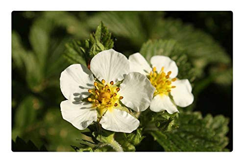 LESGAULEST Doormat Floor Rug/Mat -23.6 x 15.7 inch- - Nature Flower Plant Sheet Garden LESGAULEST Doormat Floor Rug/Mat -23.6 x 15.7 inch- - Nature Flower Plant Sheet Garden
