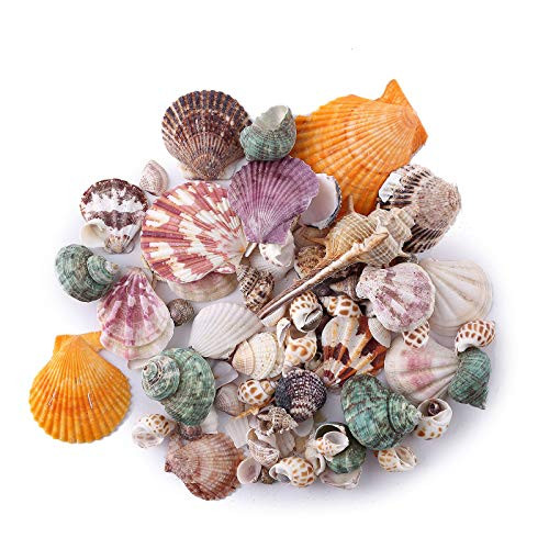 BalsaCircle 150 Grams Assorted Natural Seashells Vase Fillers - Wedding Reception Party Events Favors Gift Accessories Decorations