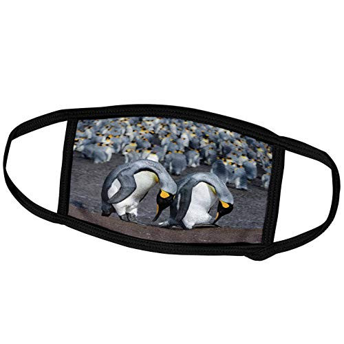 3dRose Danita Delimont - Penguin - King Penguin, Falkland Islands, Courtship Display. - Face Masks -fm-229136-1- 3dRose Danita Delimont - Penguin - King Penguin, Falkland Islands, Courtship Display. - Face Masks -fm-229136-1-