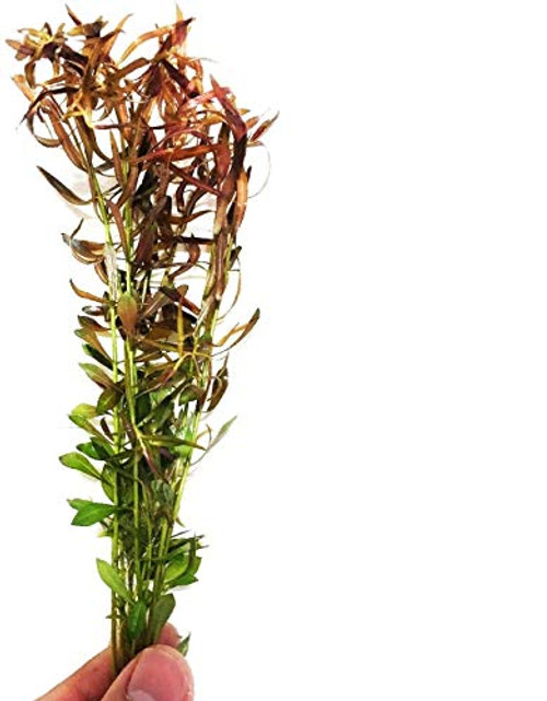 Planterest Ludwigia Arcuata Bundle Stems Live Aquarium Plant Decorations BUY2GET1FREE Planterest Ludwigia Arcuata Bundle Stems Live Aquarium Plant Decorations BUY2GET1FREE