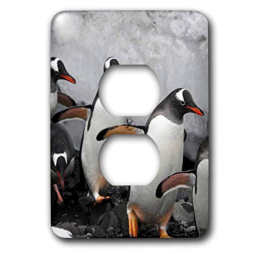 3dRose LLC lsp-10505-6 Gentoo Penguin Step Out of the Freezing Waters 2 Plug Outlet Cover