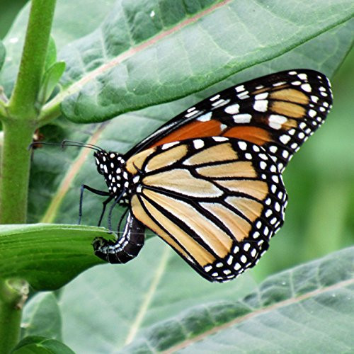 Common Milkweed Seed Balls for Fall Planting -Asclepias syriaca- -50-