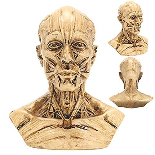 4" Human Anatomy Skull Head Muscle Bone Medical Muscle Anatomy Arts Teaching Display Anatomical Model Medical Teaching Tools Supplies