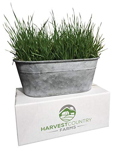 All in One Starter Organic Wheatgrass Growing Kit - Home Garden Starter Sprouting Kit Include Wheat Grass Seed, Soil, Galvanized Window Planter Tray, Great Gift for Health Food Nuts or for Your Cat