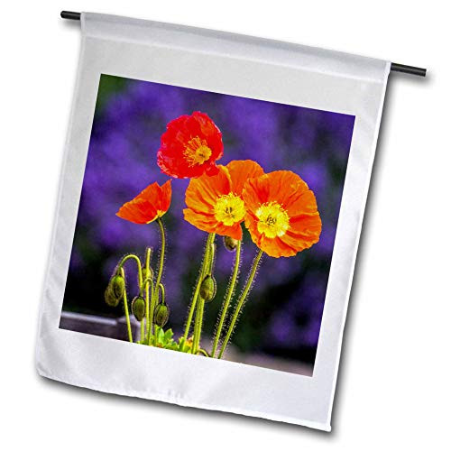 3dRose Danita Delimont - Flowers - USA, Washington State, Poppies on Display - 12 x 18 inch Garden Flag -fl-315210-1-
