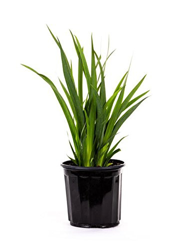 AMERICAN PLANT EXCHANGE White African Iris 1 Gallon Live Plant 1', Lavender/Blue