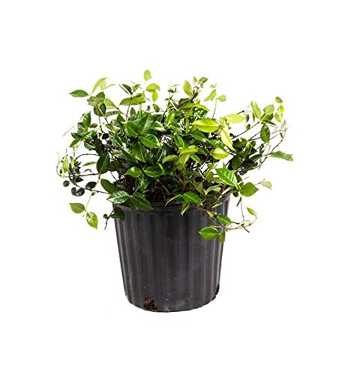 AMERICAN PLANT EXCHANGE Asiatic Jasmine Minima Live Plant 1 Gallon Green
