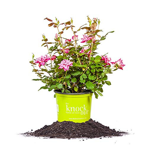 Perfect Plants Double Pink Knock Out Rose Live Plant, 1 Gallon, Includes Care Guide