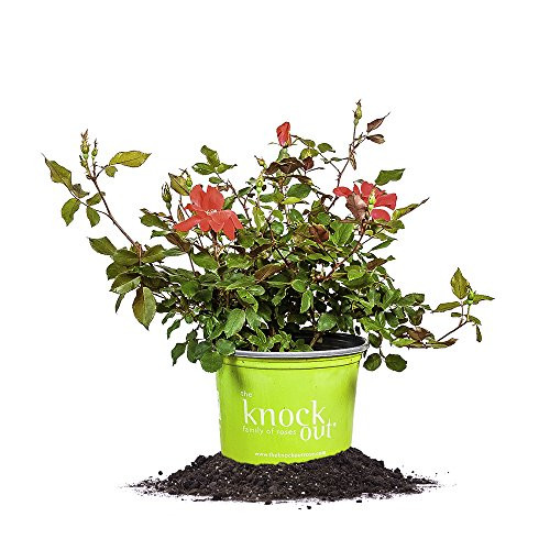 Perfect Plants Red Knock Out Rose 1 Gallon, Live Plant Includes Special Blend Fertilizer & Planting Guide