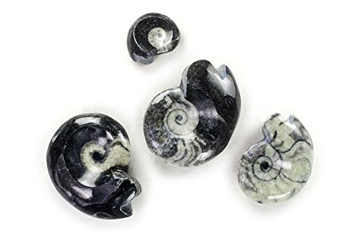 Hypnotic Gems Gallery: 1 pc of Goniatite Fossil Specimens - 2" Average Size Polished Superior Grade Fossils - Collecting, Display Specimens, Education and Teaching