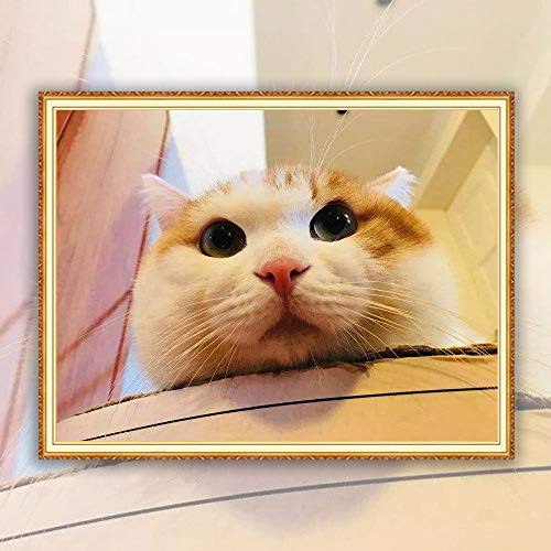 KUKUALE Full Drill Round DIY Cat Full Display Animal Diamond Embroidery 5D Diamond Painting Cross Stitch Diamond Mosaic Diamond-Painting 30X40CM-11.8X19.7IN-
