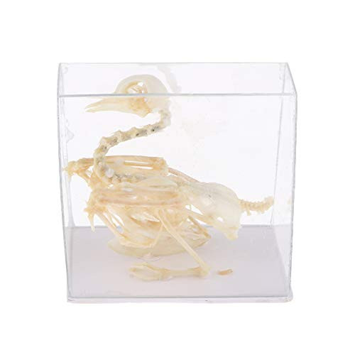 LoveinDIY Pigeon Model Skeleton Animals Study Display Teaching Aids Teaching Model