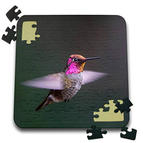 3dRose USA, WA. Male Annas Hummingbird, displays its Gorget While... - Puzzles -pzl-332618-2-