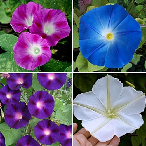 Non GMO Bulk Morning Glory, Mix Flower Seeds -1 Lb- Non GMO Bulk Morning Glory, Mix Flower Seeds -1 Lb-