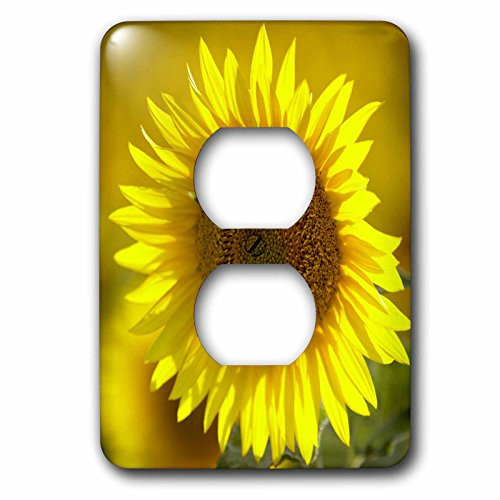 3dRose lsp-95308-6 Sunflower-US48 DBN0044-David Barnes 2 Plug Outlet Cover, Multicolor
