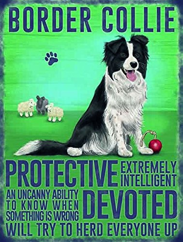 Border Collie steel fridge magnet -og-