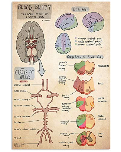 KING PRINT Cerebral Blood Knowledge Poster Blood Supply of The Brain, Brain System  and  Spinal Cord Canvas Wall Art Hanging Painting Photography Paper Watercolor Living Classroom Home Decor