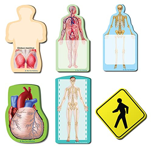 Fun Anatomy Sticky Notes Collection, 6 Pack-100 Sheets Per Pack, Medical Note Pads and Great Gifts.