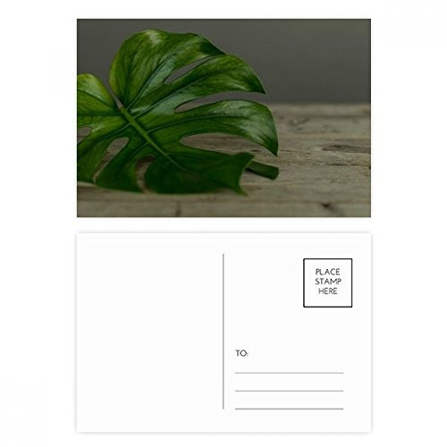 Table Leaf Plant Picture Nature Postcard Set Birthday Mailing Thanks Greeting Card