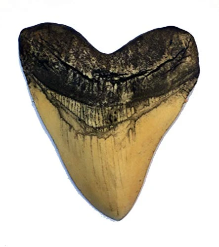 Megalodon Giant Shark Tooth -White-
