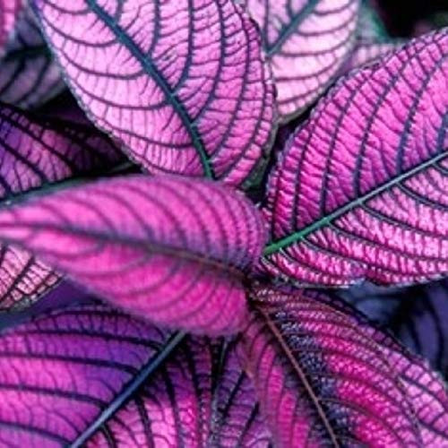 Posterazzi Fond Dous Estate Persian Shield St Lucia Caribbean Poster Print by Greg Johnston- -8 x 10-