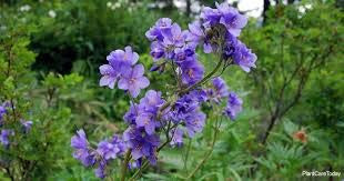 Polemonium caeruleum Jacob's Ladder 300 Seeds