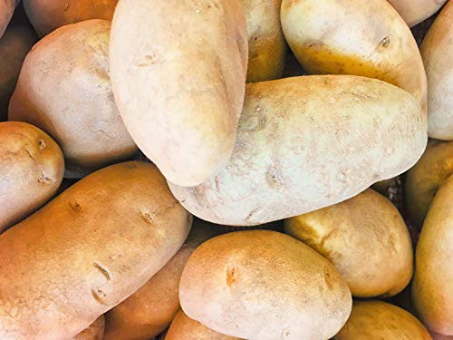 Kejora Russet Potatoes- Gluten Free - Non GMO - 5 Lbs - NOT FOR PLANTING