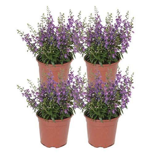 Costa Farms Live Angelonia Serena Outdoor Plant in 1.00 qt Grower Pot 4-Pack, Purple