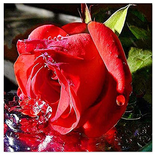 TianMaiGeLun Full Drill 5d Diamond Painting Kits Cross Stitch Craft Kit New DIY Kits for Kids Adults Paint by Number Kits -Rose- 30x30cm- Square Drill-