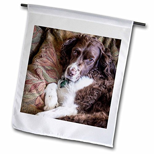 3dRose USA, Washington. English Springer Spaniel On Couch. - Garden Flag, 18 by 27"
