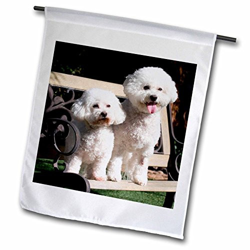 3dRose fl_88774_2" Two Bishon Frise Dog - Us05 Zmu0060 - Zandria Muench Beraldo Garden Flag, 18 x 27 3dRose fl_88774_2" Two Bishon Frise Dog - Us05 Zmu0060 - Zandria Muench Beraldo Garden Flag, 18 x 27
