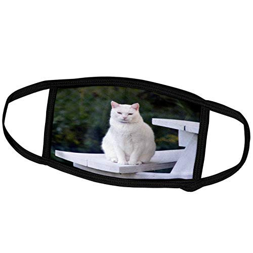 3dRose Beautiful White Kitty on White Picnic Table - Face Covers -fc-223529-1-