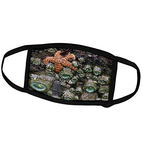 3dRose Tide Pool Marine Life Oregon- USA - US38 RKL0024 - Raymond Klass - Face Covers -fc-94106-2-