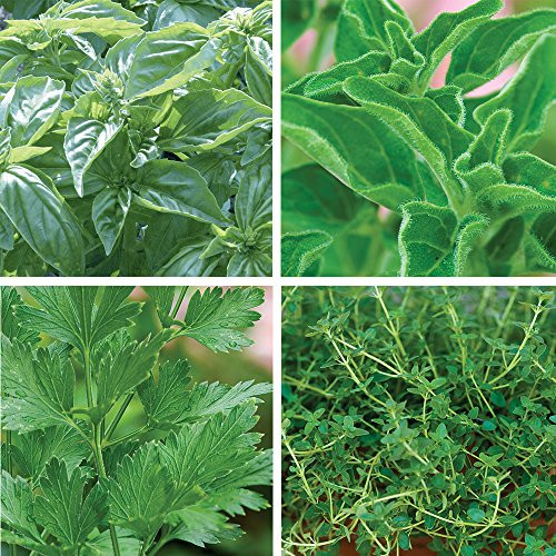 Burpee Italian Herb Garden Collection Seeds 4 packets of seed.