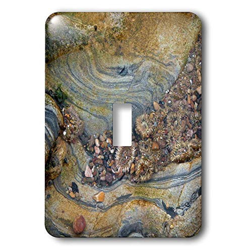 3dRose Tidal Pool- Point Lobos- California - Light Switch Covers -lsp-345908-1-