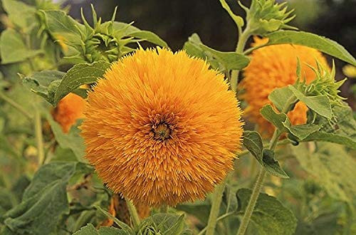 Giant Sungold Sunflower Seeds-25 Count "COOL BEANS N SPROUTS" Brand. Non-GMO. Home Gardening.