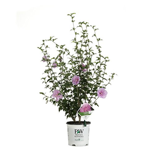 Lavender Chiffon (Hibiscus) Live Shrub, Light Purple Flowers, 1 Gallon Lavender Chiffon (Hibiscus) Live Shrub, Light Purple Flowers, 1 Gallon