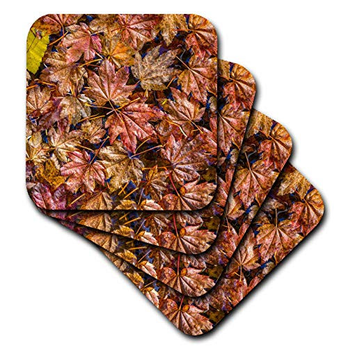 3dRose USA- WA- Olympic NP. Fall vine maple leaves floating in pool. - Coasters -cst-332337-2-