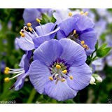 1000 Dwarf Jacobs Ladder Seeds - Spreading Jacob's Ladder - Polemonium reptans