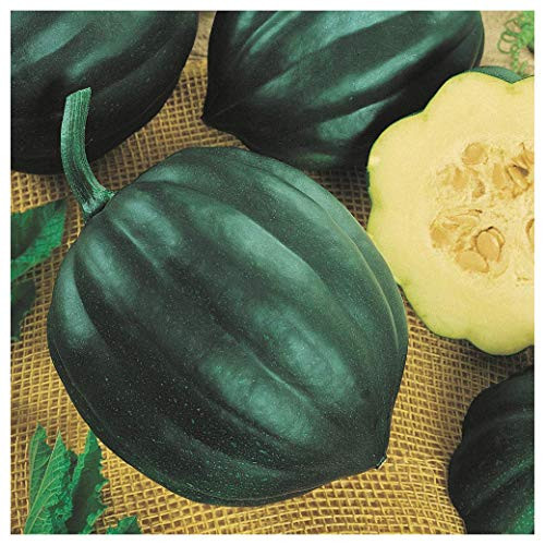 Everwilde Farms - 1 Lb Table Queen Acorn Winter Squash Seeds - Gold Vault