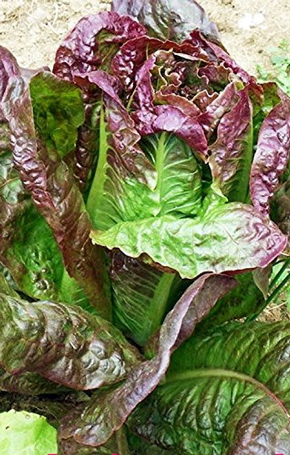 Lettuce- Red Leaf Romaine Lettuce Seeds- Non-GMO- 50 Plus  Seeds per Package- Healthy Hearty - A Great addtion to Any Salad.