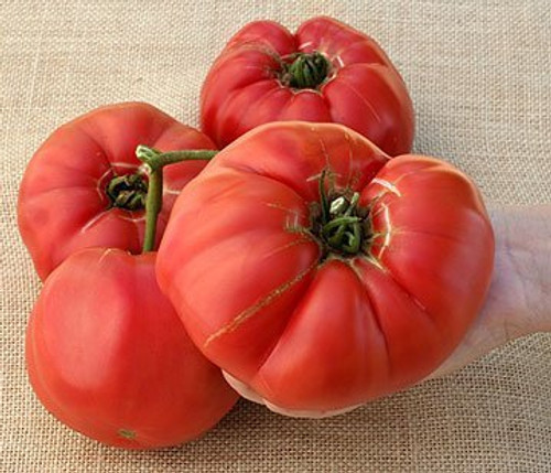Tomato Seeds German Queen "Luscious- Sweet Beefsteak"- 50 Seed Pack -USA Product. Packed by JACOBS LADDER ENT. Tomato Seeds German Queen "Luscious- Sweet Beefsteak"- 50 Seed Pack -USA Product. Packed by JACOBS LADDER ENT.