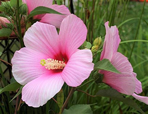 Rose Mallow Flower Seeds-50 Count "COOL BEANS N SPROUTS" Brand. Non-GMO. Home Gardening.